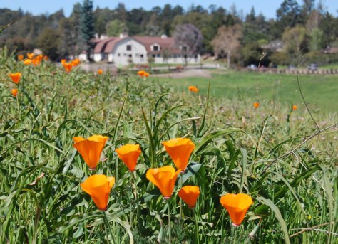 Los Altos Hills Bryne Preserve and Westwind Barn